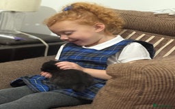 Mixed Breed cats for sale: Ragamuffin mix kittens  - Image 20