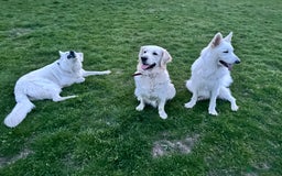 Golden Retriever dogs for sale: KC REG CHAMPIONSHIP BLOOD LINE BEAUTIFUL CREAM  - Image 6