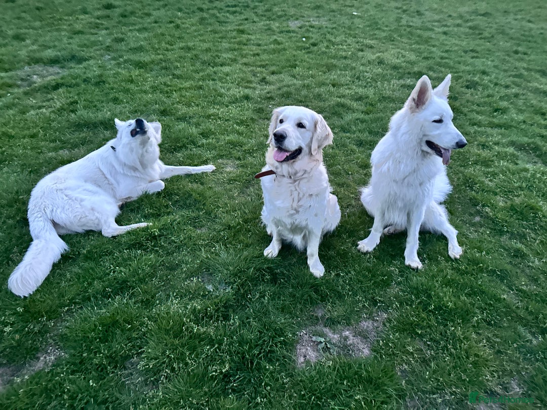 Golden Retriever dogs for sale: KC REG CHAMPIONSHIP BLOOD LINE BEAUTIFUL CREAM  - Image 6