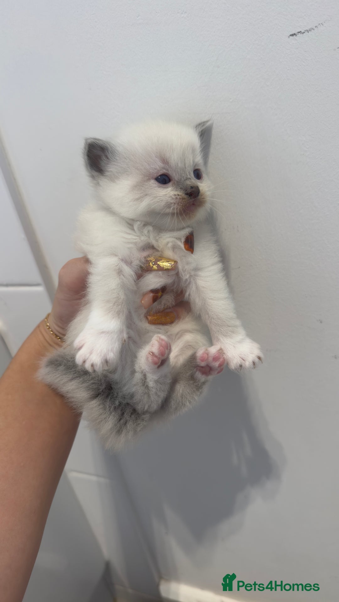 Ragdoll cats for sale: READY TO RESERVE - pedigree Ragdoll Kittens - Image 6