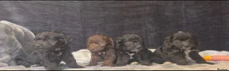 Cockapoo dogs for sale: Adorable cockapoo puppys  - Advert 4