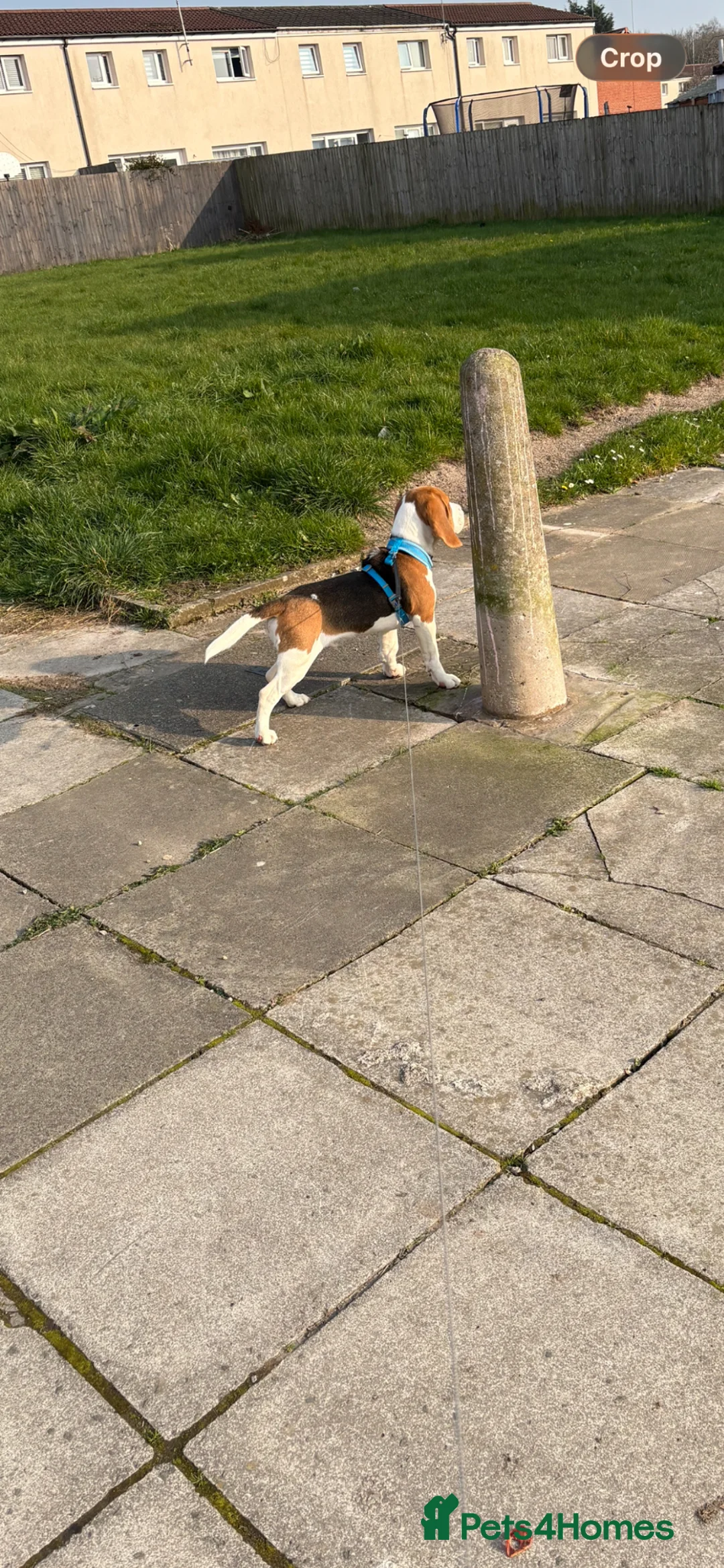 Beagle dogs for sale: Everybody meet Sully.  - Advert 2