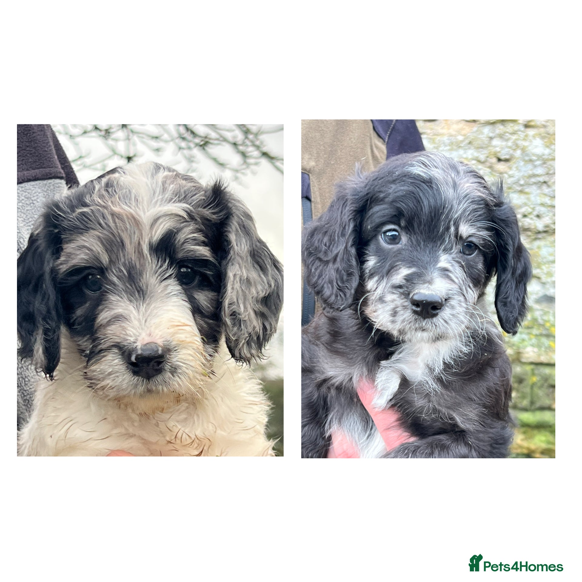 Sproodle dogs Merle F1 Sproodles 5⭐️Licenced Breeder full DNA - Advert 3