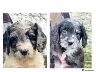 Sproodle dogs Merle F1 Sproodles 5⭐️Licenced Breeder full DNA - Advert 3