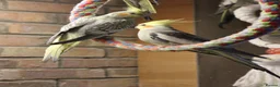 Cockatiels birds for sale: Young Cockatiels  - Advert 9