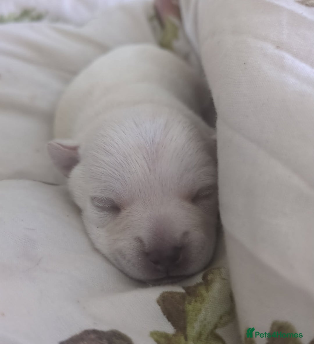Chihuahua dogs for sale: Chihuahua puppies, two boys - Advert 5