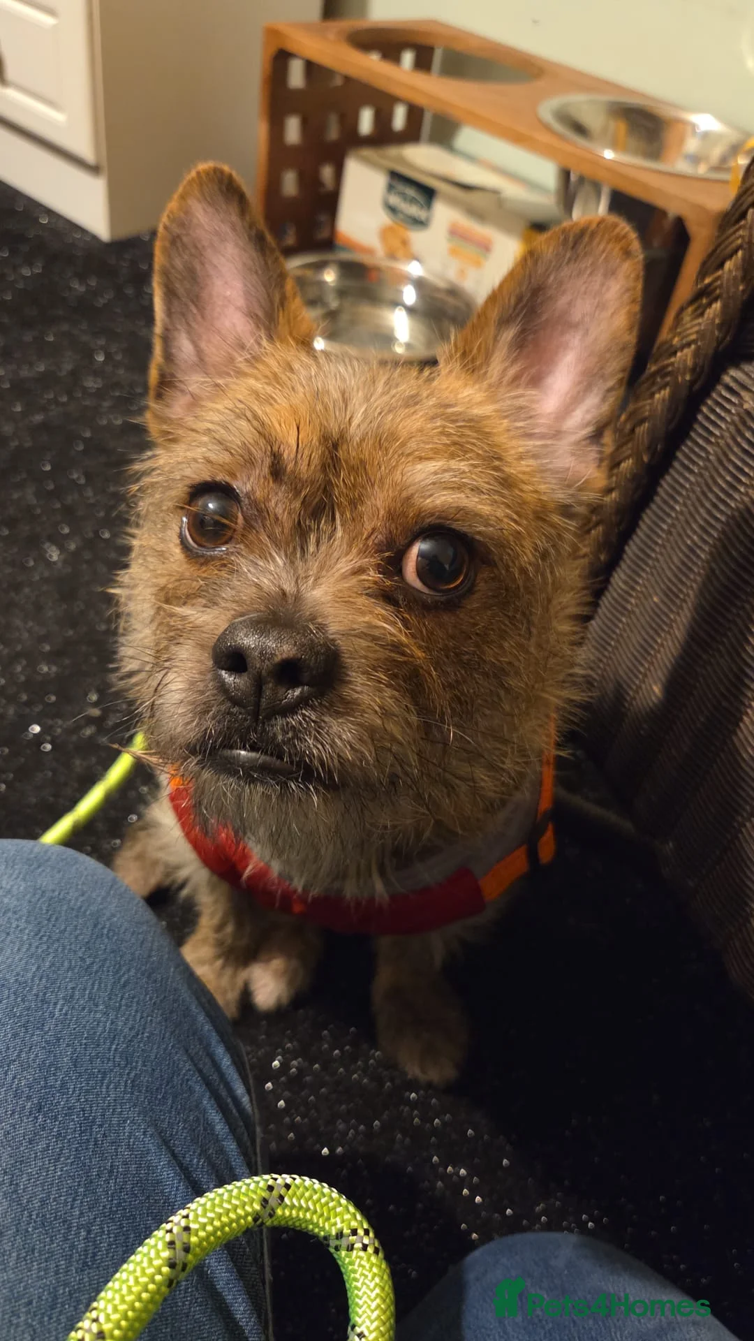 Mixed Breed dogs for adoption: 💙RONNIE Big Personality In Tiny Wrap Chorkie X - Advert 6