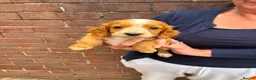 Cocker Spaniel dogs for sale: Working Cocker Spaniels - Advert 19