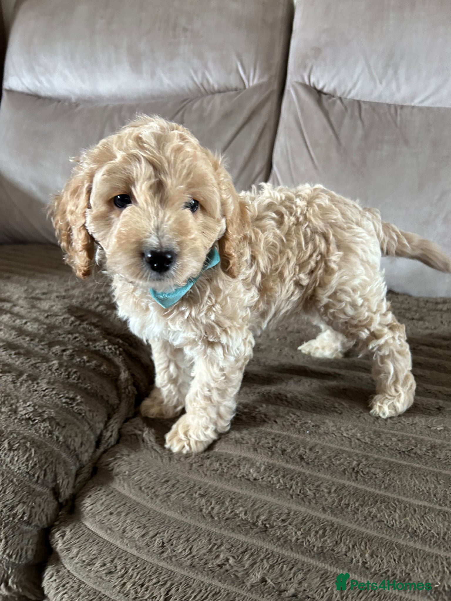 Cockapoo dogs F1 2 boys remaining READY NOW - Advert 5