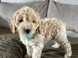 Cockapoo dogs F1 2 boys remaining READY NOW - Advert 2