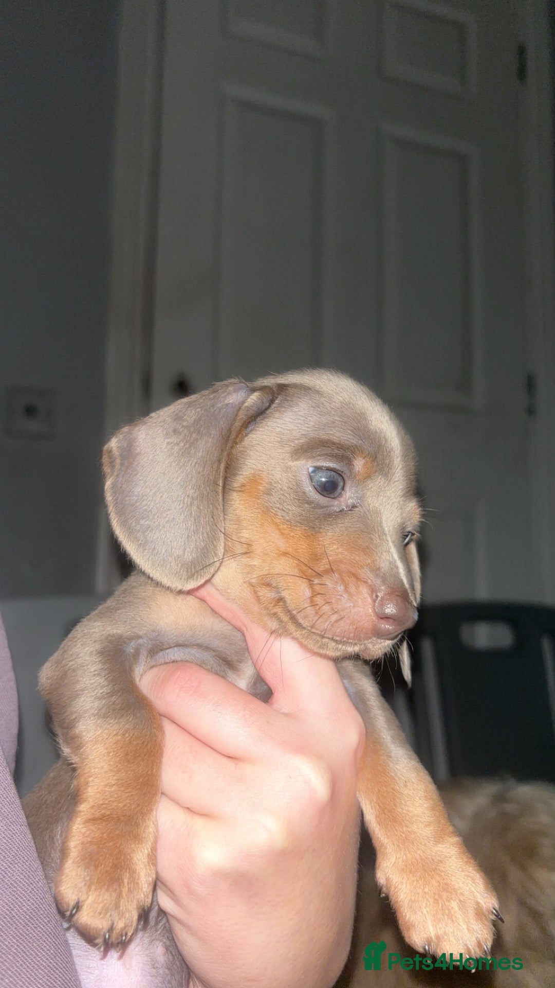 Dachshund dogs for sale: Miniature dachshund puppies for sale  - Advert 18