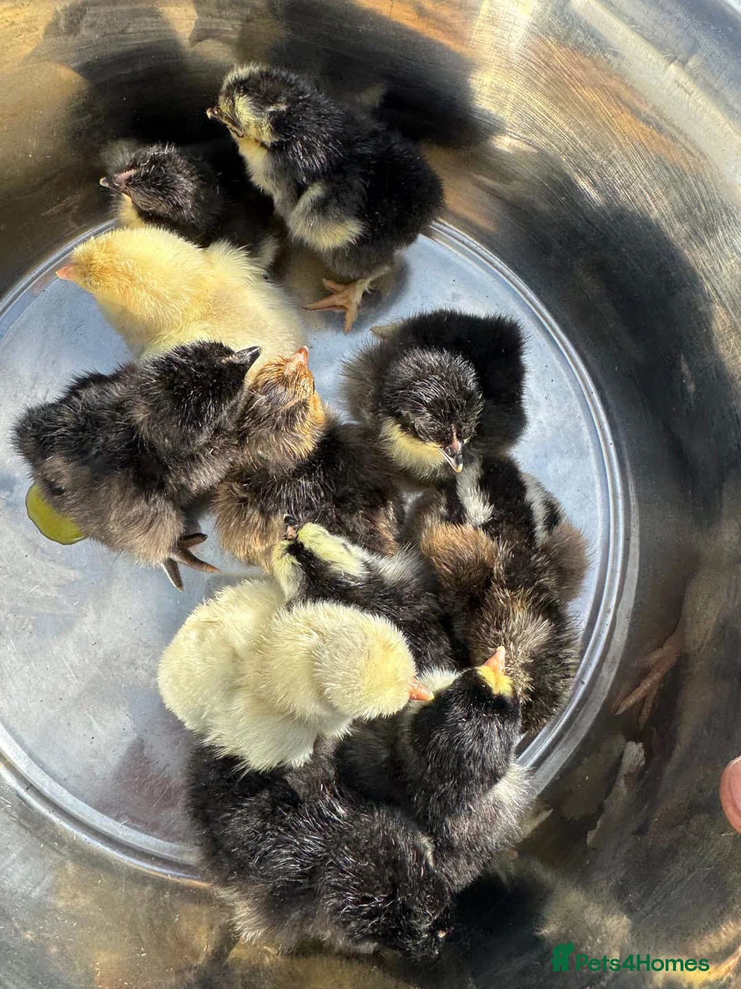 Mixed Breed poultry for sale: Pekin polish barnyard mix chicks Unsexed  in Wimborne - Advert 9