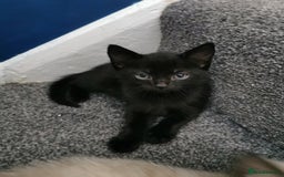 British Shorthair cats for sale: Kittens  - Image 4