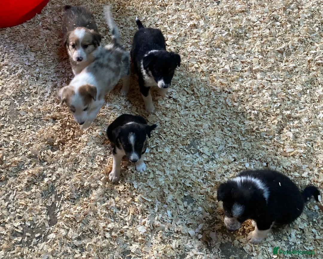 Border Collie dogs for sale: Adorable border collies - Advert 1