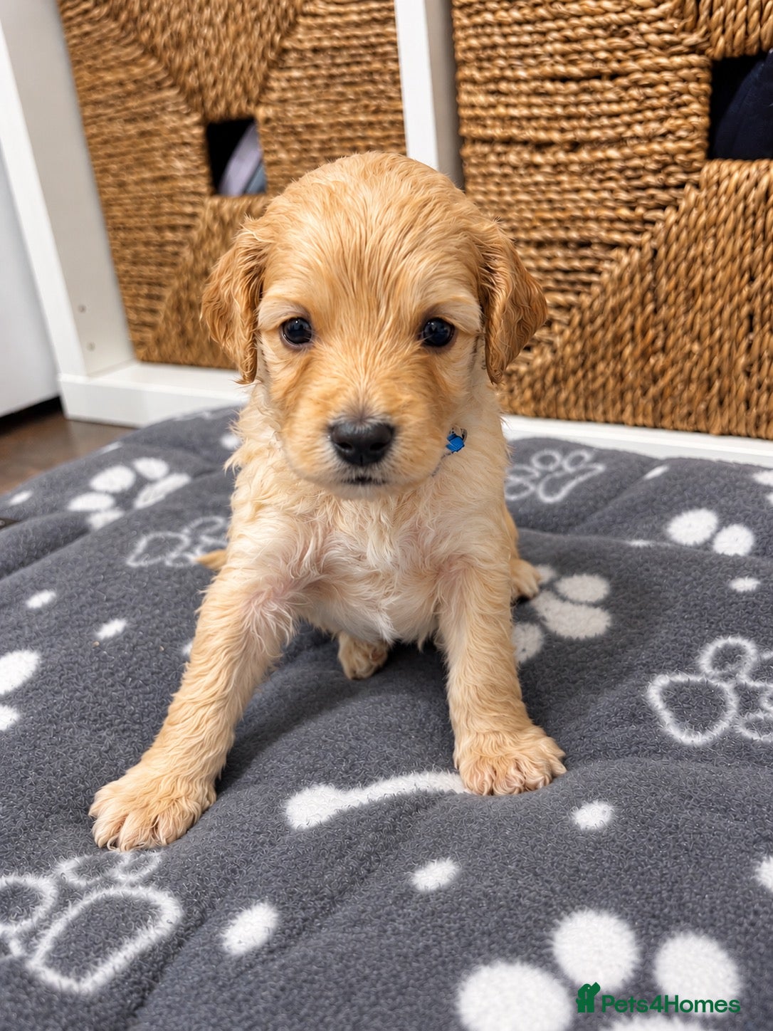 Cockapoo dogs for sale: Cockapoo’s *1 boy left* - Advert 3