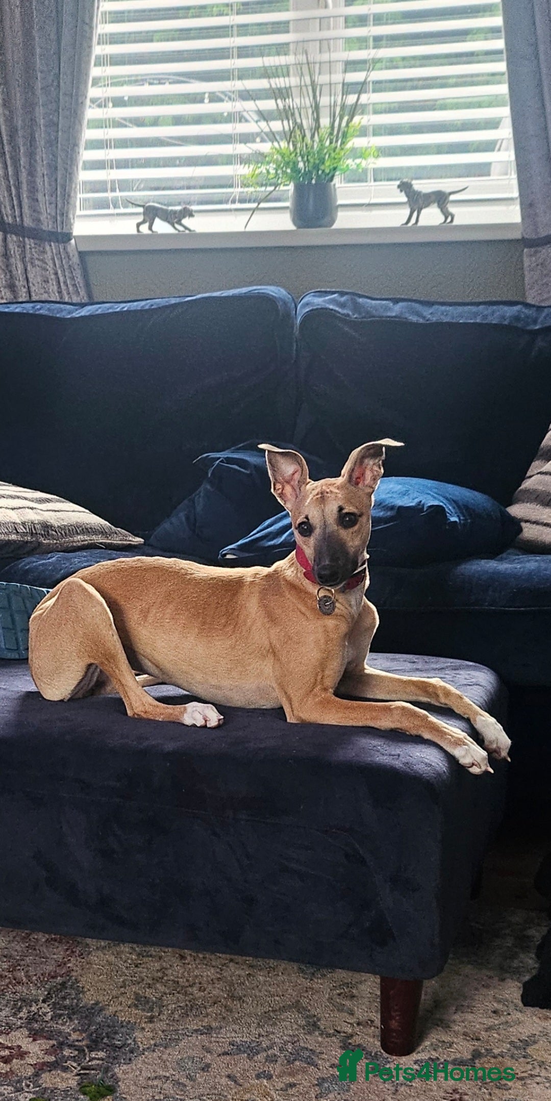 Whippet dogs for sale: Beautiful female whippet  - Advert 1