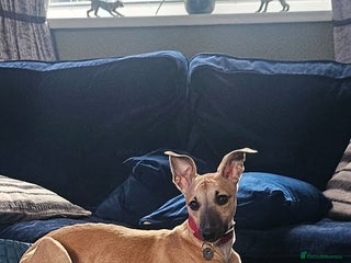 Whippet dogs Beautiful female whippet - Advert 1