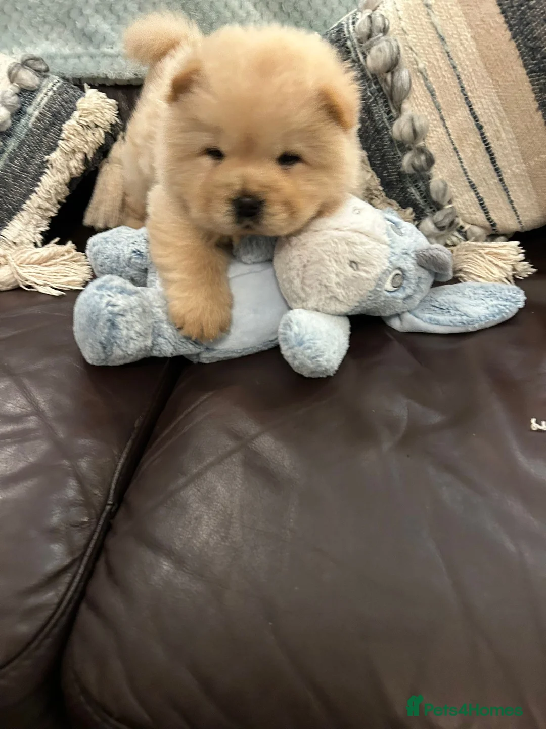 Chow Chow dogs for sale:  READY NOW amazing cream chow chow boy - Advert 3