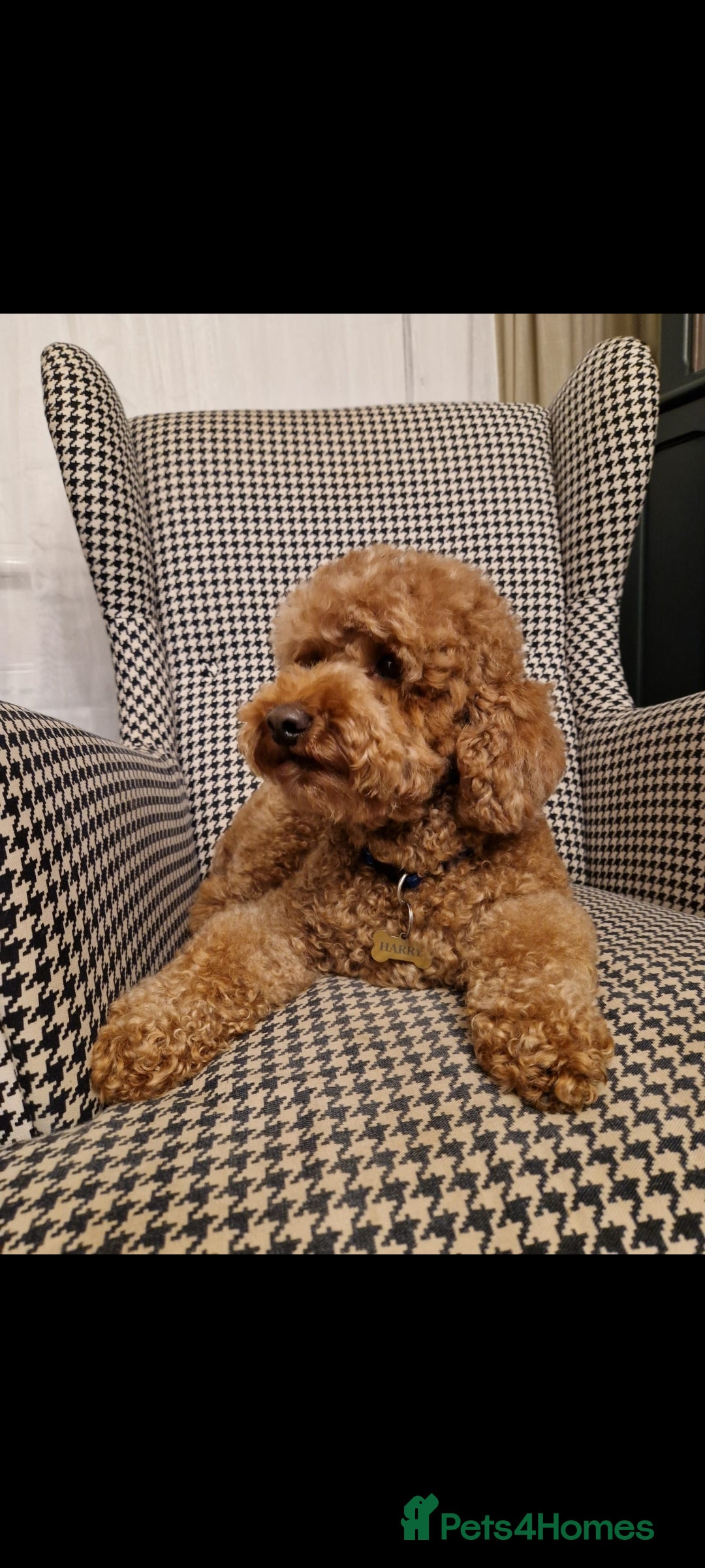 Cavapoo dogs for sale: Beautiful Female Cavapoo Puppy – Ready - Advert 2