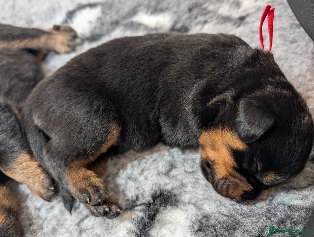 Rottweiler dogs for sale: !!! 1 BOY LEFT !!!  - Advert 18