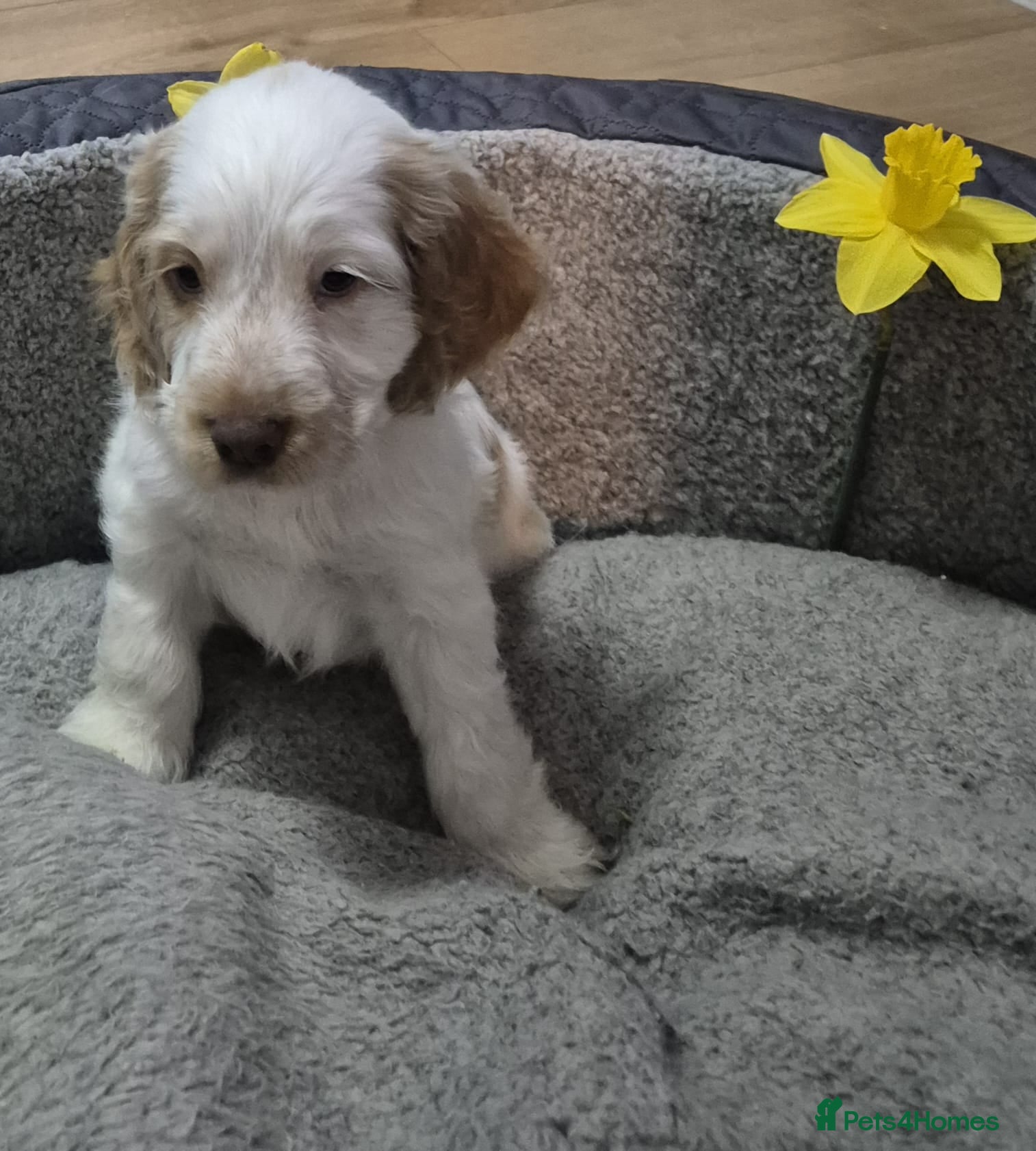 Cocker Spaniel dogs Pure Show Cocker Spaniels  - Advert 2