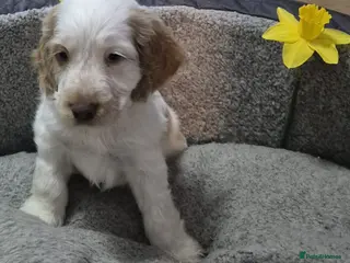 Cocker Spaniel dogs Pure Show Cocker Spaniels - Advert 2