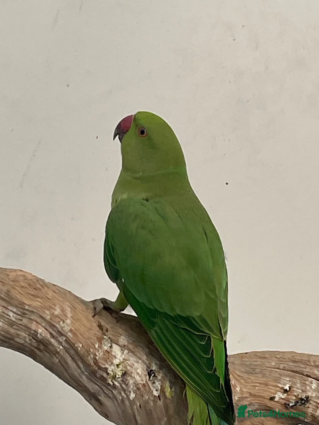 Ringnecks birds for sale: Indian Ringneck  - Advert 5