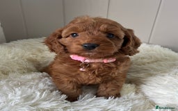 Cockapoo dogs for sale: Red Cockapoo Puppies - Image 2