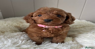 Cockapoo dogs - Advert 7