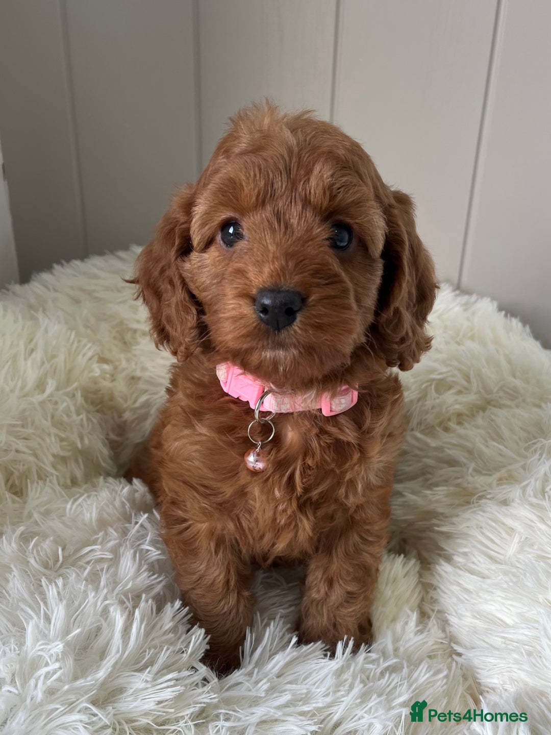Cockapoo dogs for sale: Red Cockapoo Puppies - Image 2