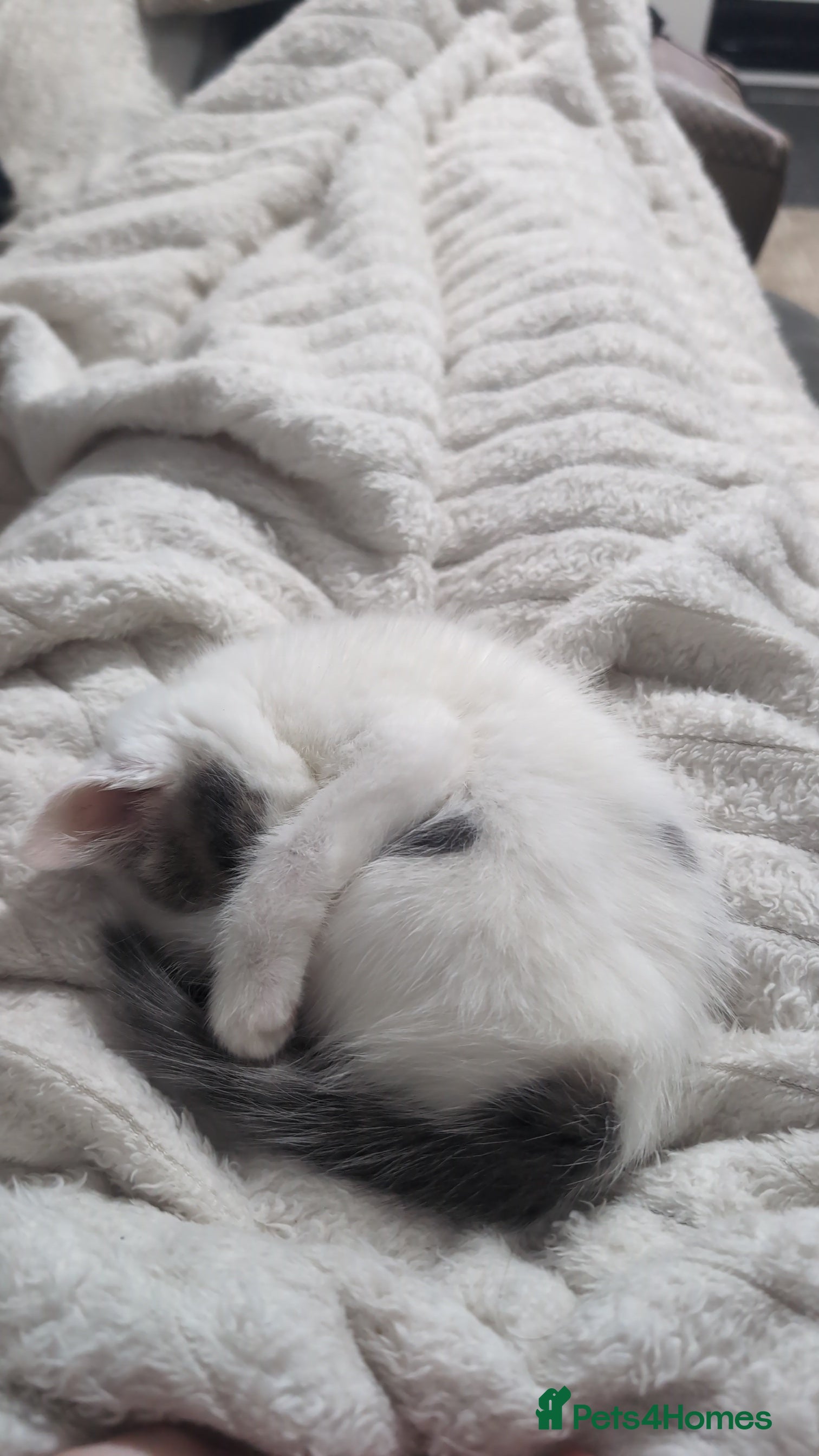 Mixed Breed cats Beautiful female kitten🐾 - Advert 2