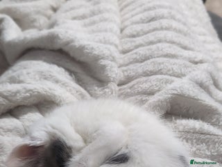 Mixed Breed cats Beautiful female kitten🐾 - Advert 1