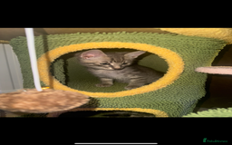 Mixed Breed cats for sale: Mixed breed tabby  - Image 5