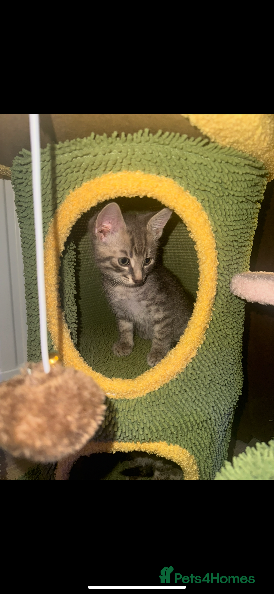 Mixed Breed cats for sale: Mixed breed tabby  - Image 5
