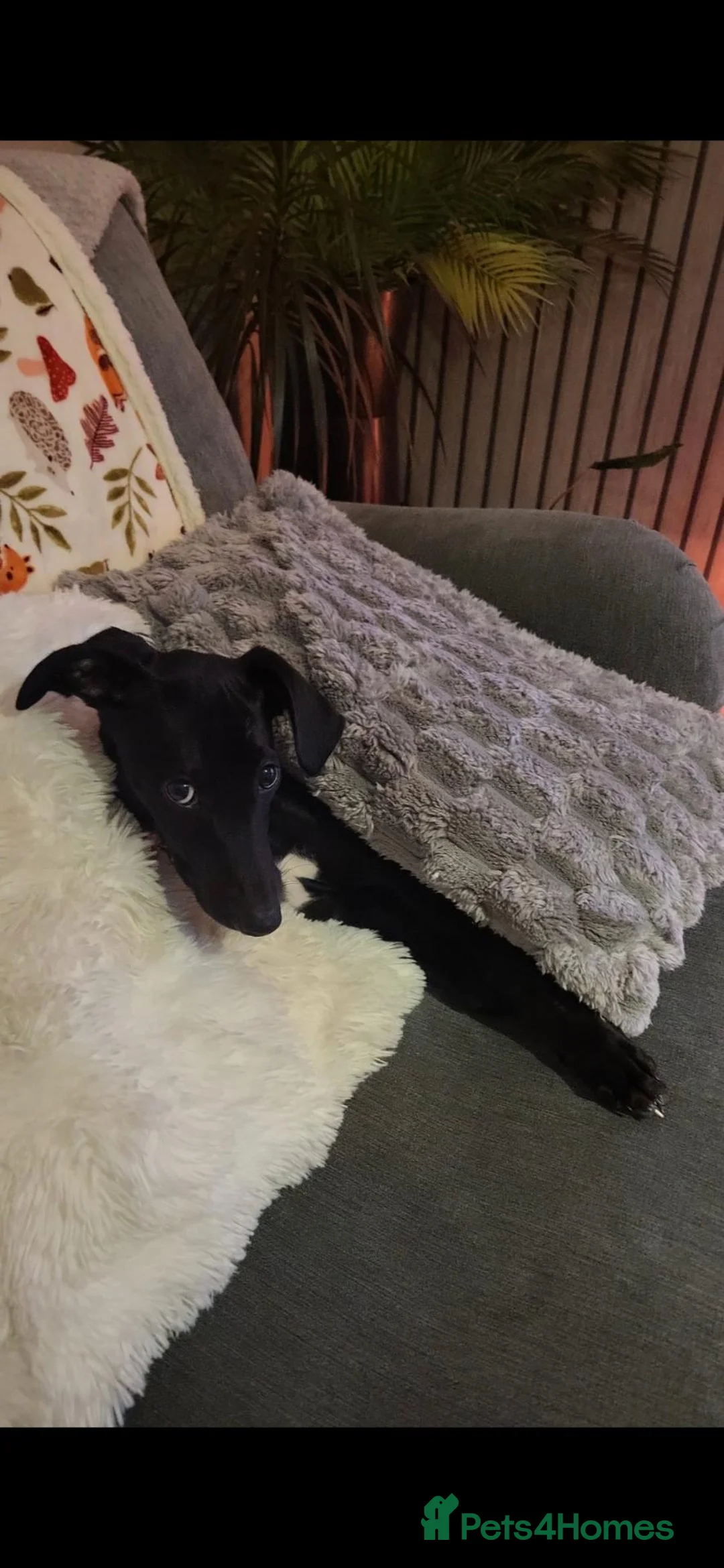 Lurcher dogs for sale: Gorgeous black lurcher pup - Advert 6