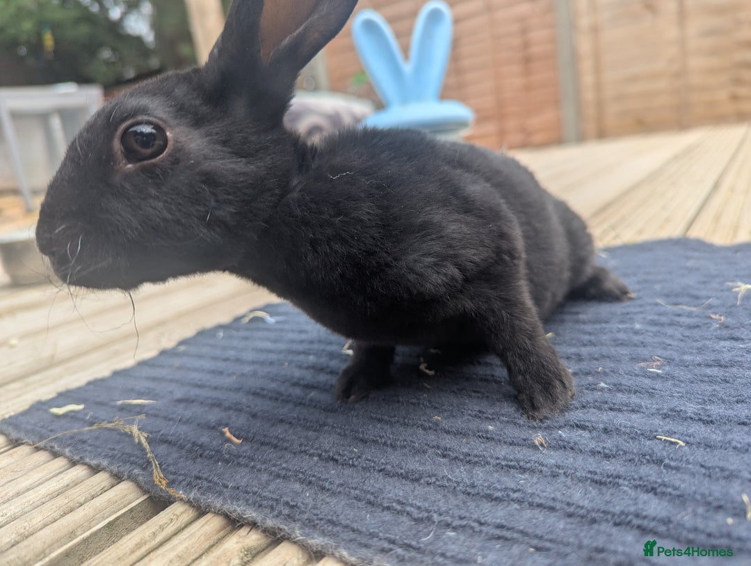 Rex rabbits for sale: Mini rex rabbit for sale - Image 5