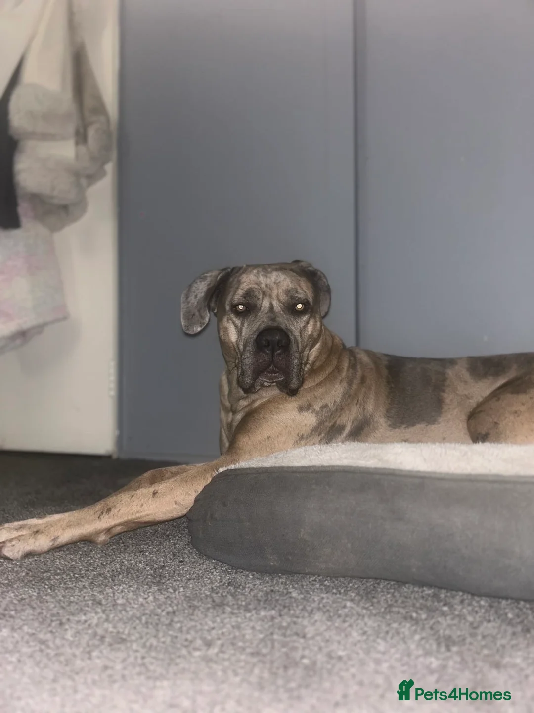 Cane Corso dogs for sale: Stunning litter of cane corso puppies - Advert 2