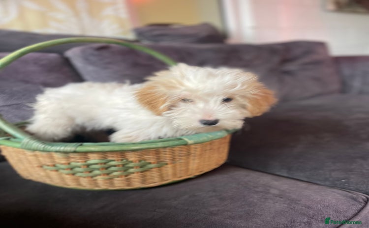Cavapoo dogs - Advert 1