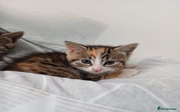Mixed Breed cats for sale: Beautiful kittens - Image 5