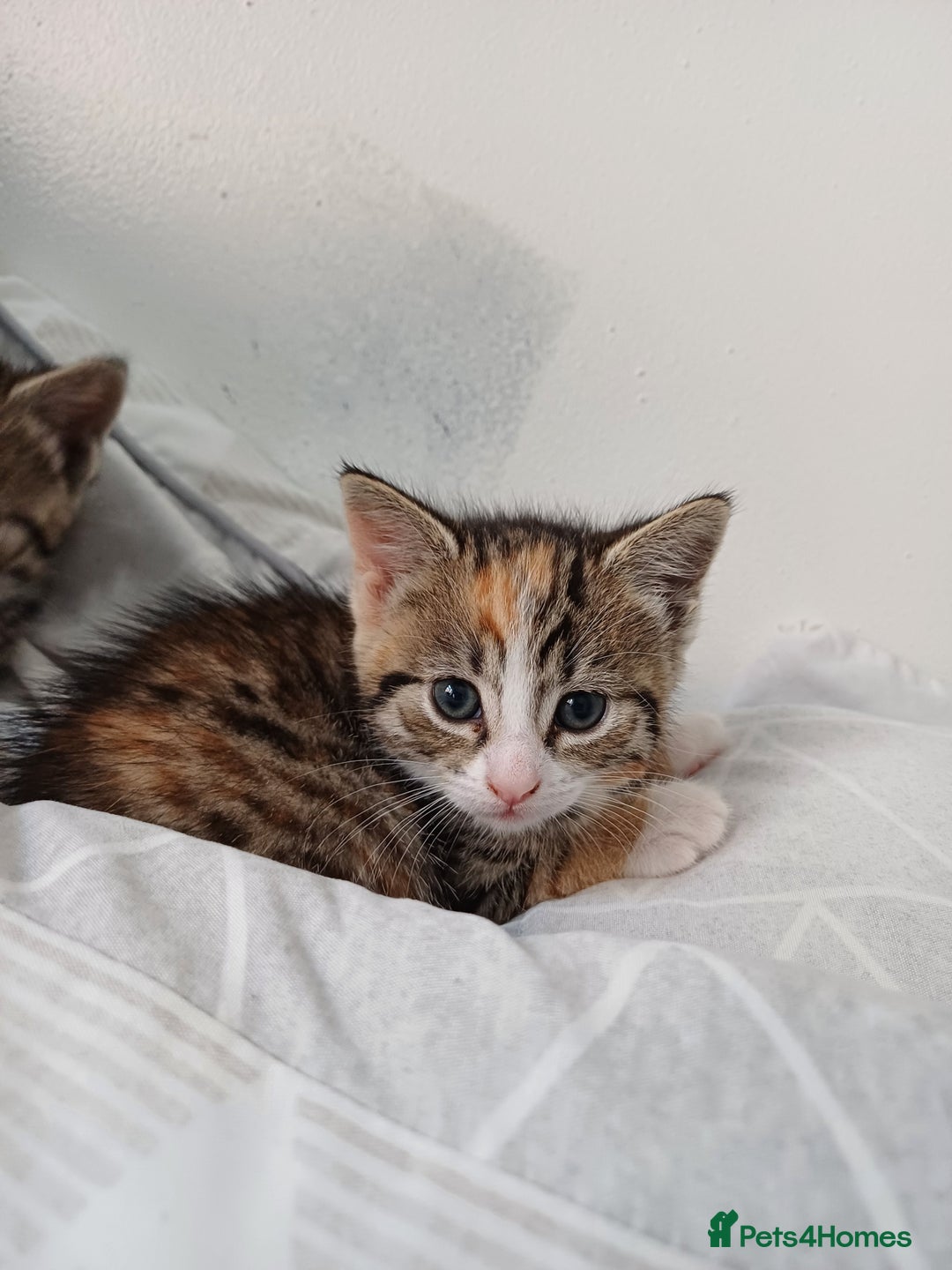 Mixed Breed cats for sale: Beautiful kittens - Image 5