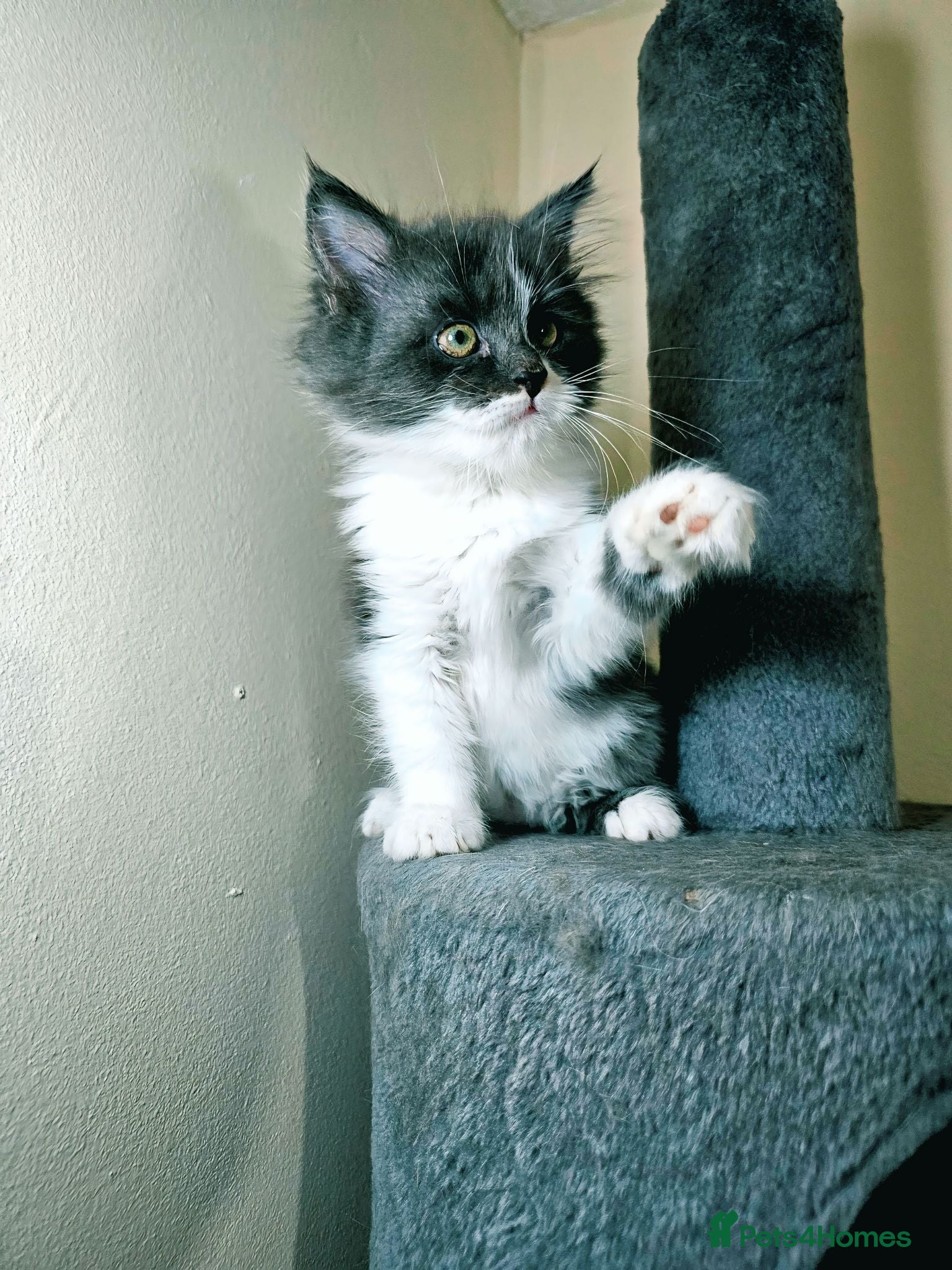 Maine Coon cats Maine coon  - Advert 2