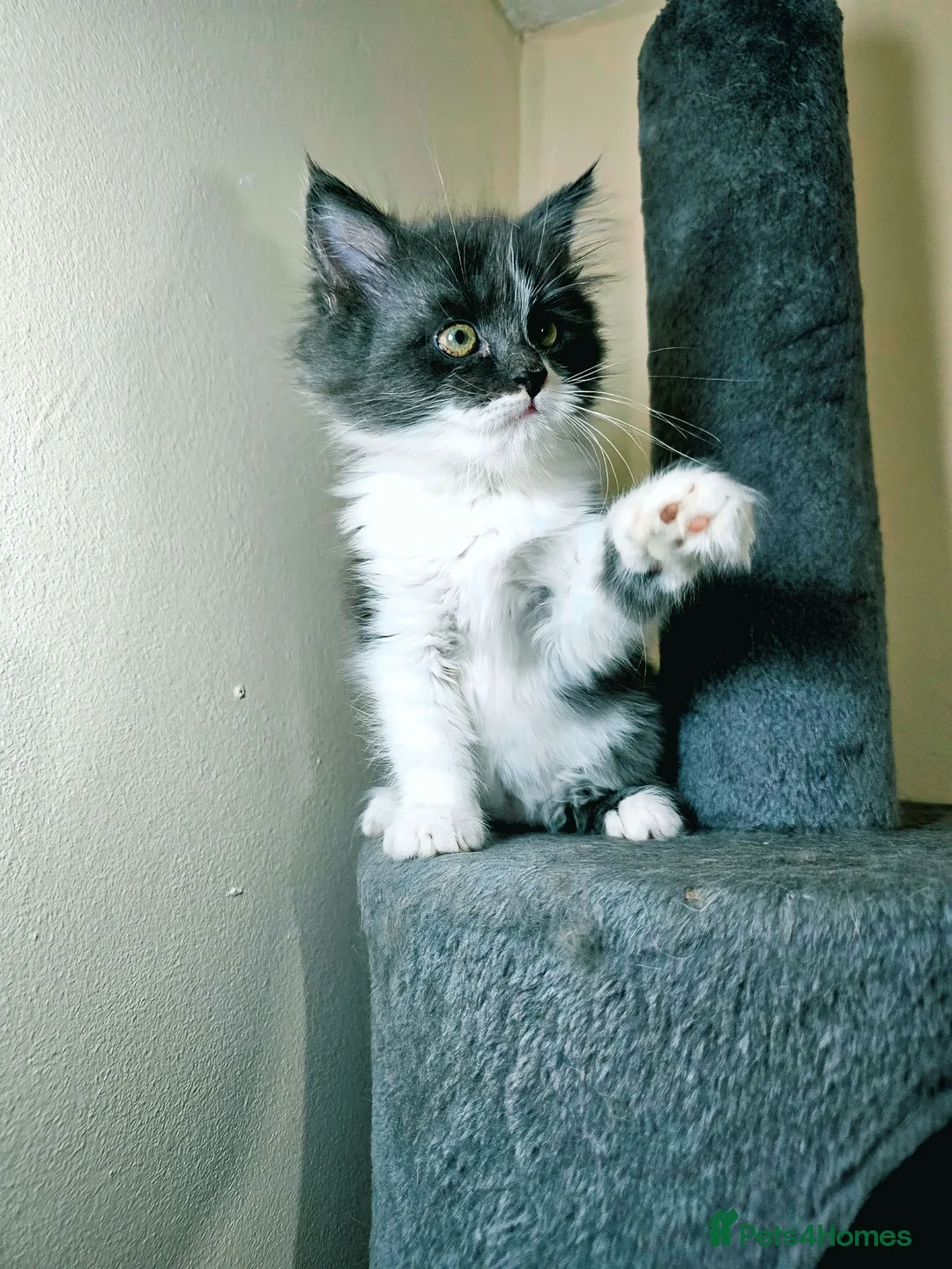 Maine Coon cats for sale: Maine coon  - Advert 2