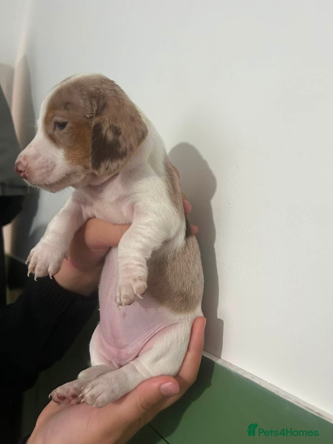 Miniature Dachshund dogs Mini dashound - Advert 3