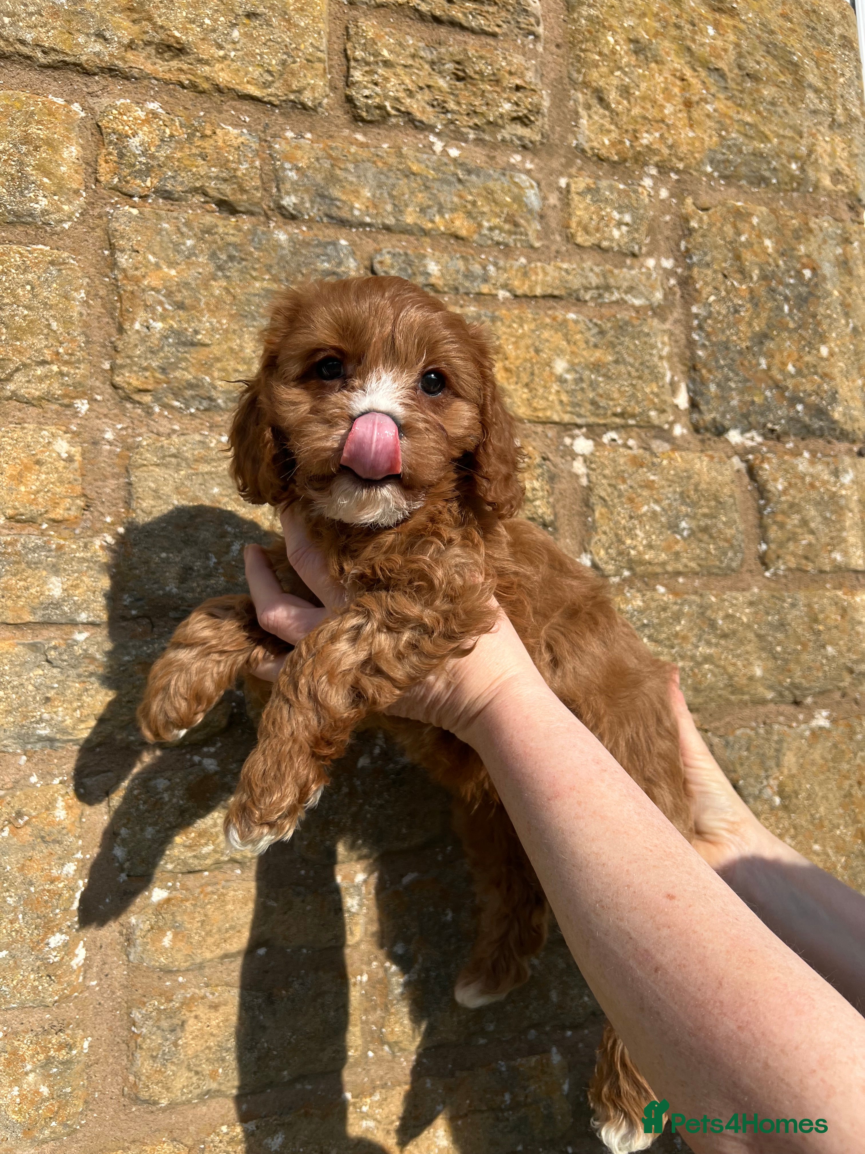 Cavapoo boy looking for his forever postcode for sale in | Pets4Homes