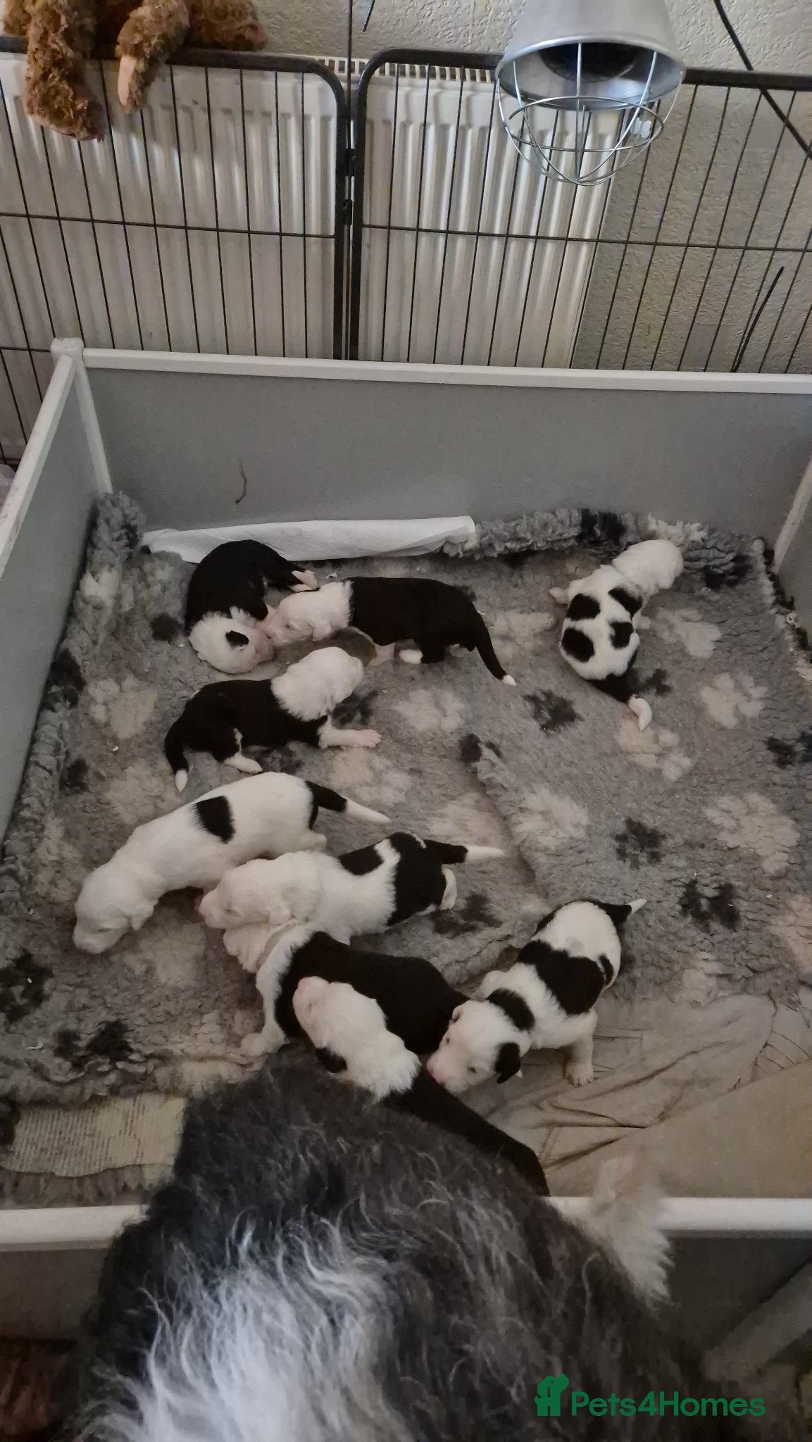 Old English Sheepdog dogs Old English Sheepdog Puppies only 2 boys remaining - Advert 5