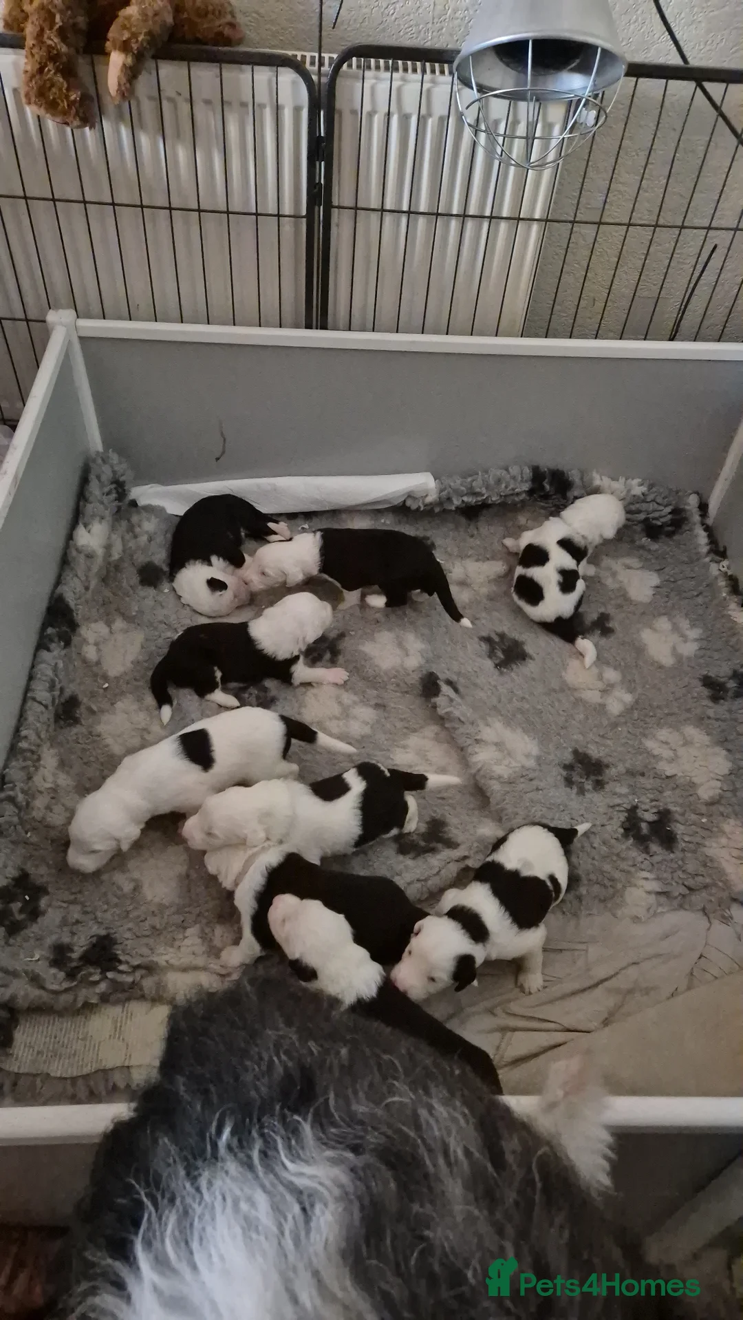 Old English Sheepdog dogs for sale: Old English Sheepdog Puppies 1 boy remaining 💚   - Advert 1