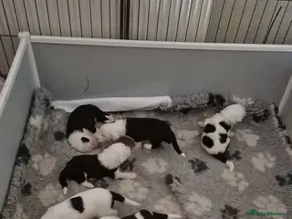 Old English Sheepdog dogs Old English Sheepdog Puppies only 2 boys remaining - Advert 5