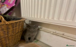 Russian Blue cats for sale: Russian blue British shorthair kittens - Image 13