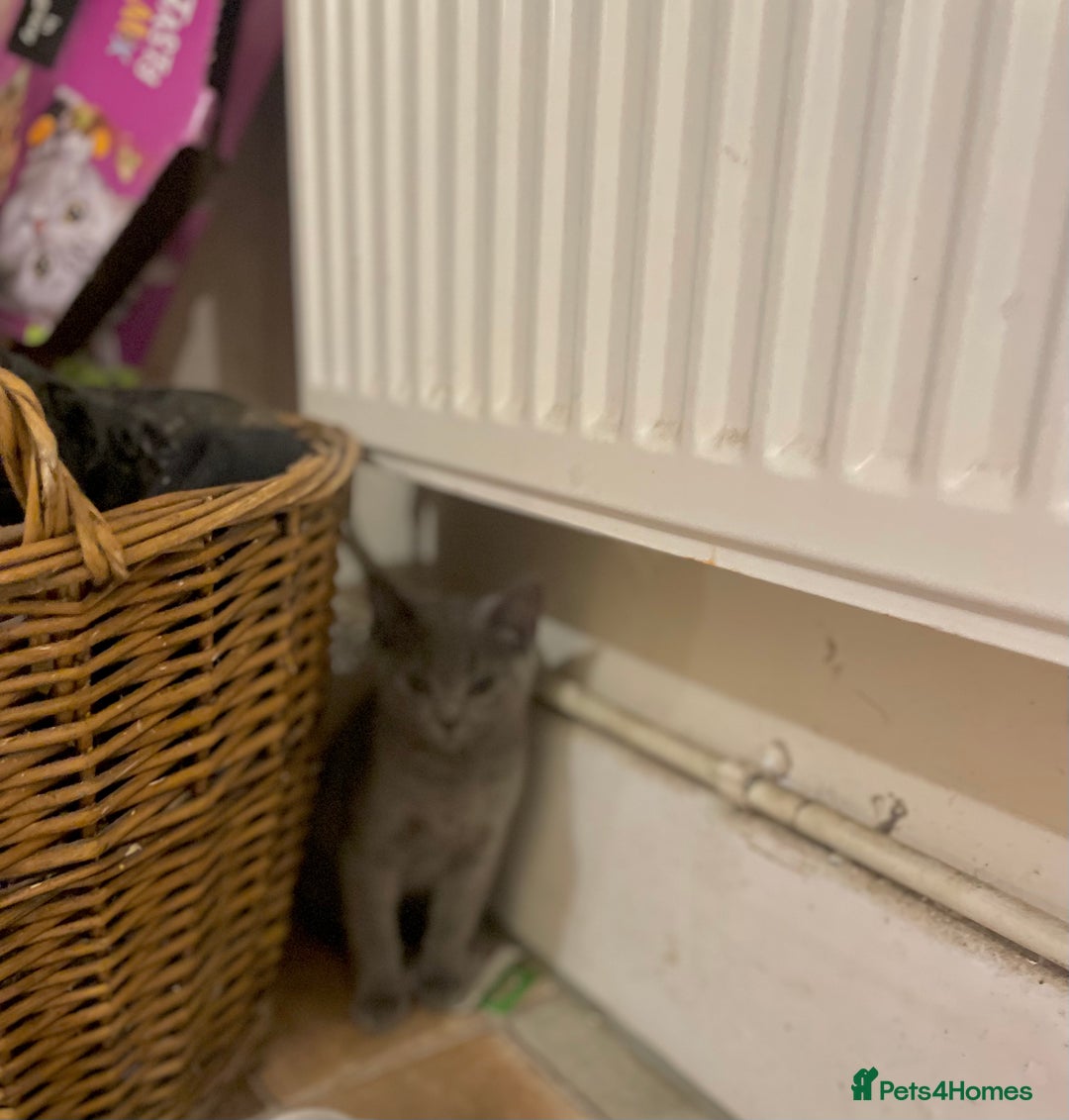 Russian Blue cats for sale: Russian blue British shorthair kittens - Image 13