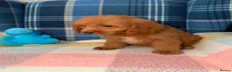 Cavapoo dogs for sale: Stunning Red Cavapoo Puppies Ready Now - Advert 9